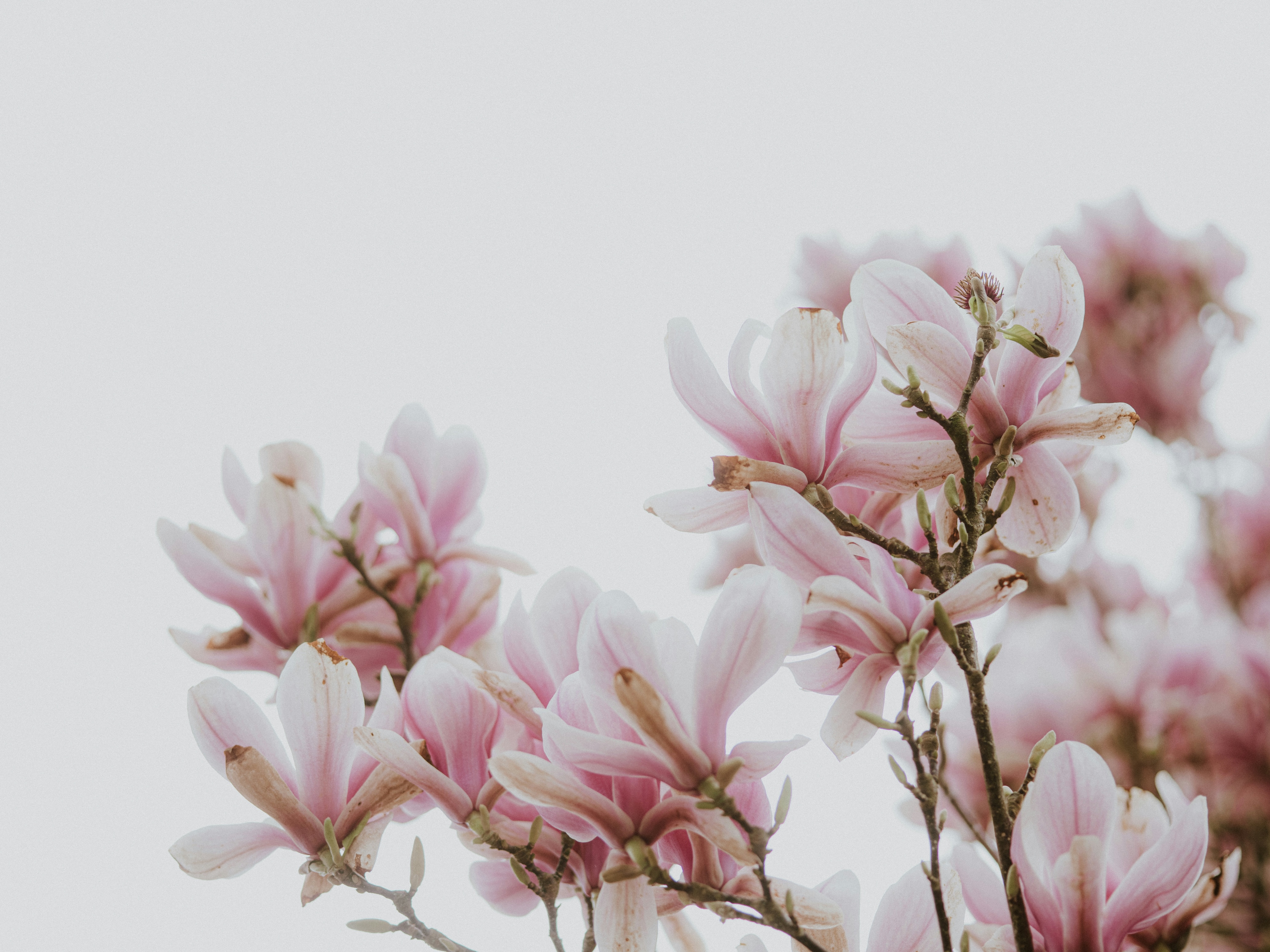 Magnolia 6.4: Wenn KI auf Enterprise-Substanz trifft