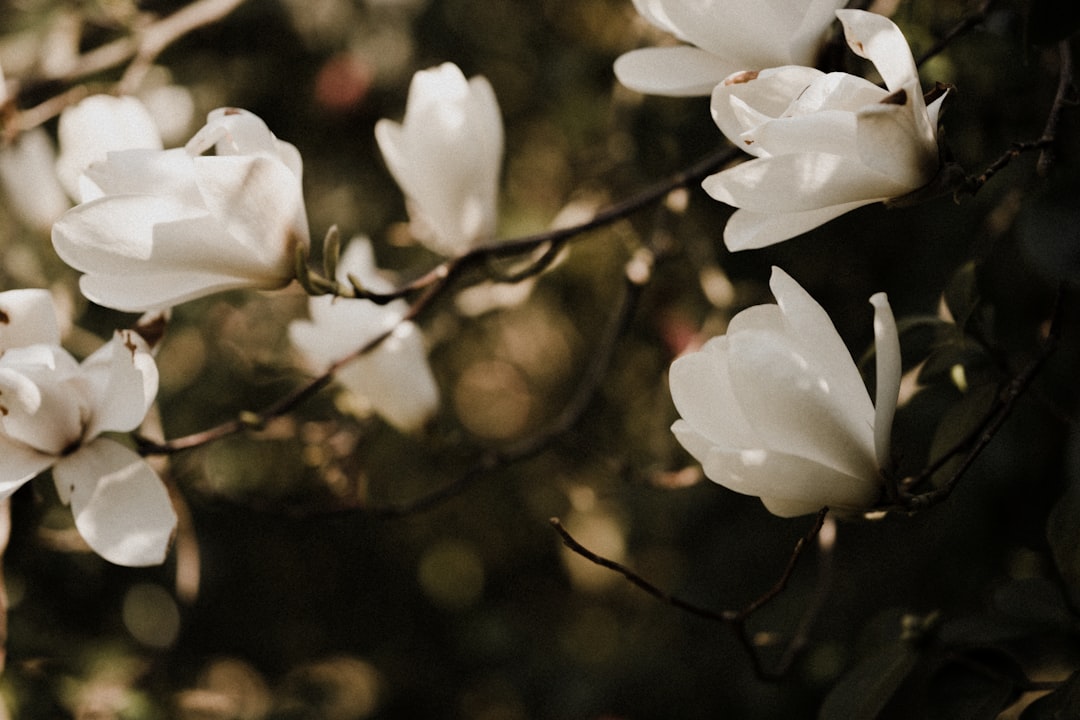 Magnolia Accessible Forms: Warum Barrierefreiheit im CMS zählt